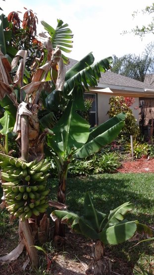 Bananas, sugar cane, and more